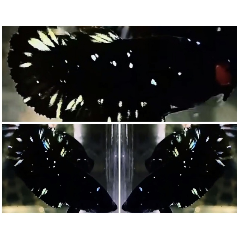 Young Black Star Galaxy Female