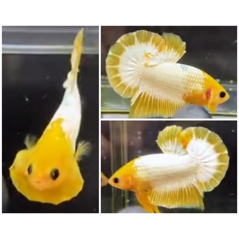 Grade Yellow Head FCCP