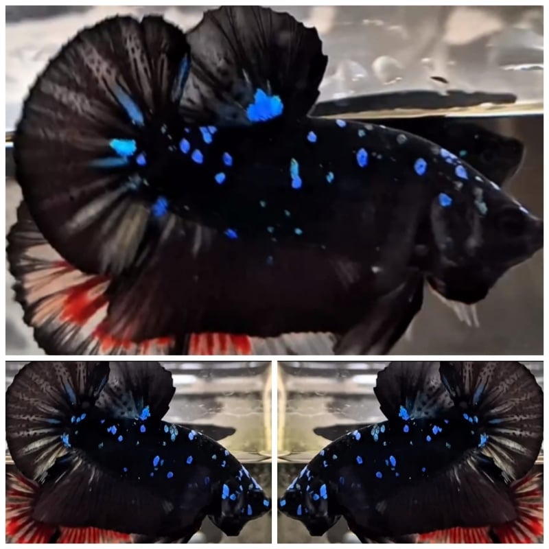 Blue Black Star