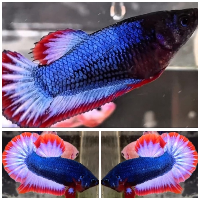 Pair Kanchen Warochai