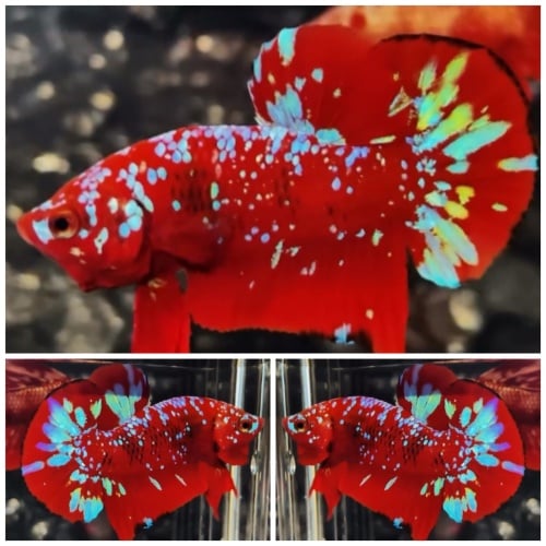 Red Blue Galaxy #2