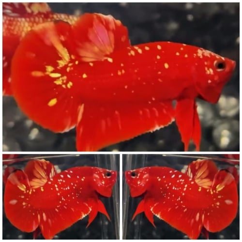 Red Gold Galaxy #2