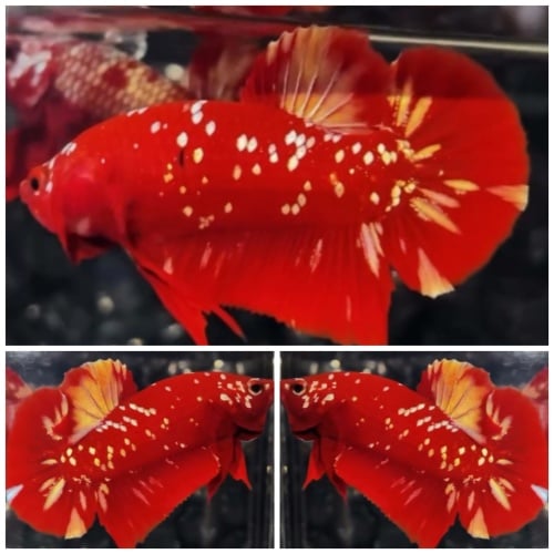 Red Gold Galaxy #1