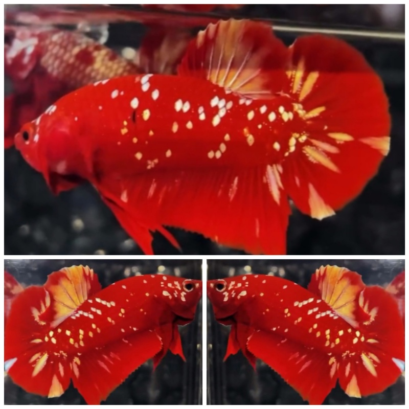 Red Gold Galaxy #1