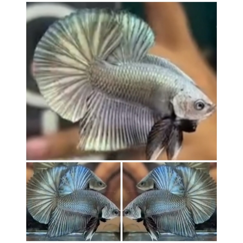Best Solid Copper HMPK