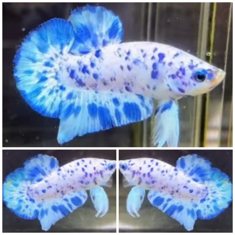 Young Grade Marble Dot