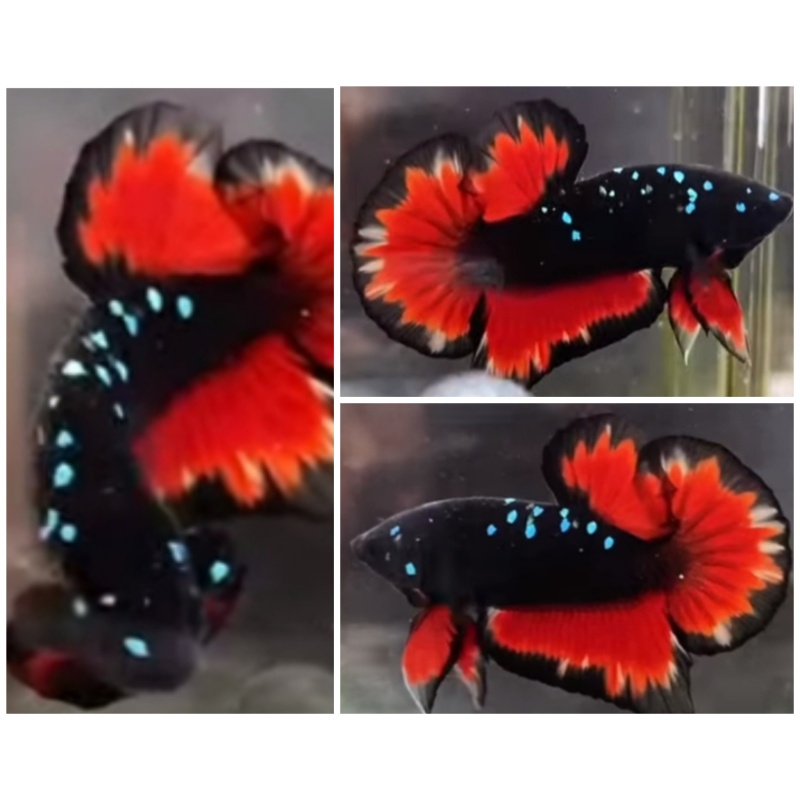 Avatar Vampire