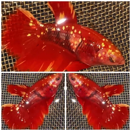 Female Red Gold Galaxy HM