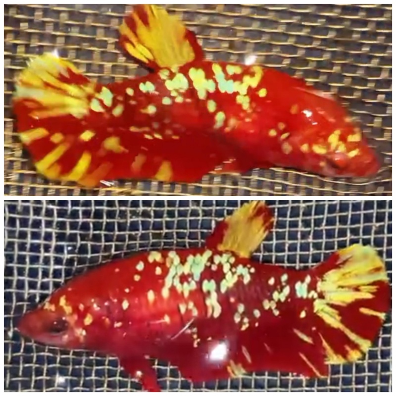 Female Red Gold Galaxy