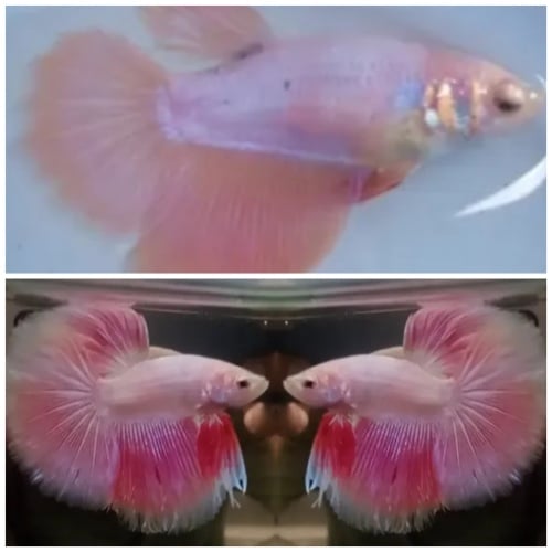 Pair Lovely Pink