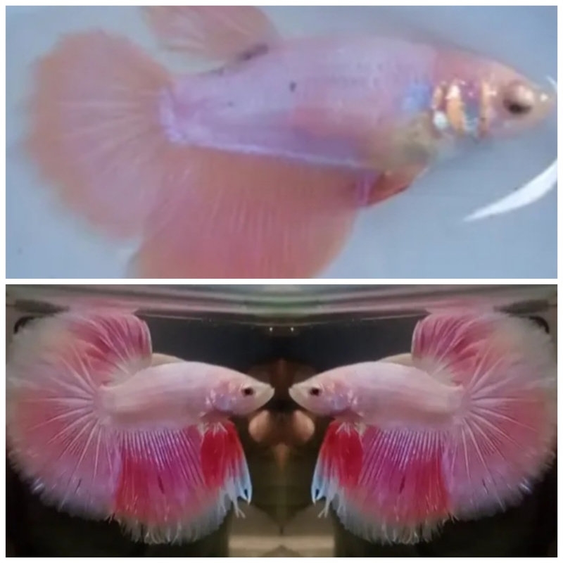 Pair Lovely Pink