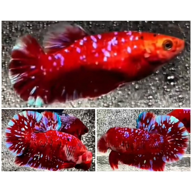 Pair Red Purple Galaxy