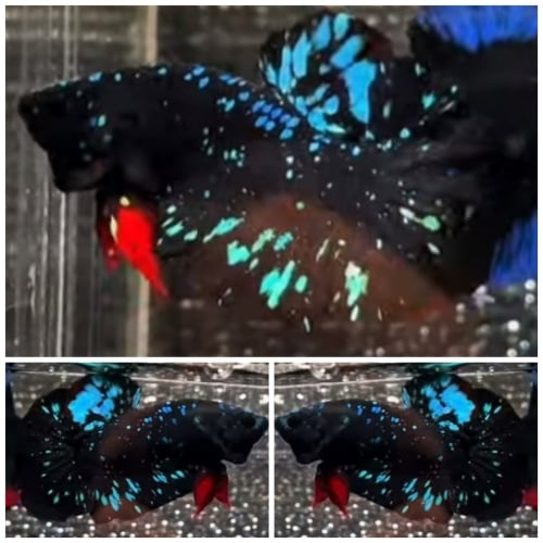 Avatar Nebula