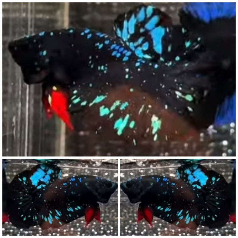 Avatar Nebula