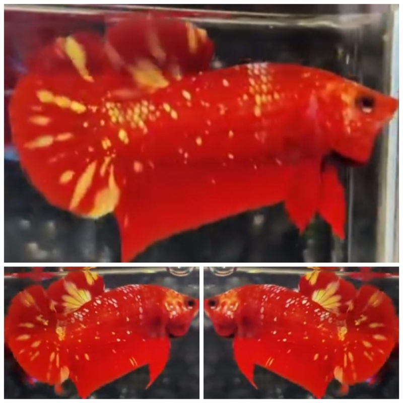 Red Gold Galaxy