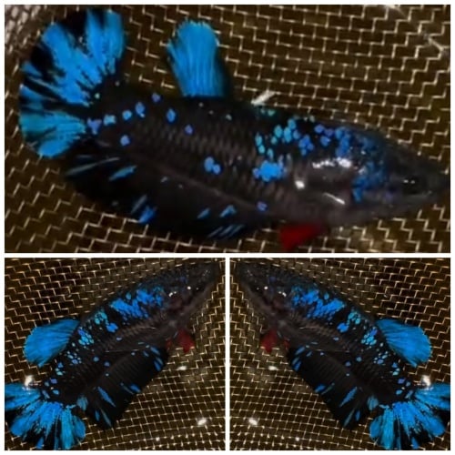 Female Avatar Blue