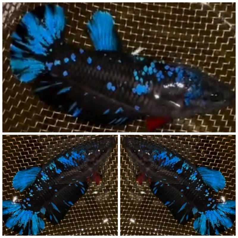 Female Avatar Blue