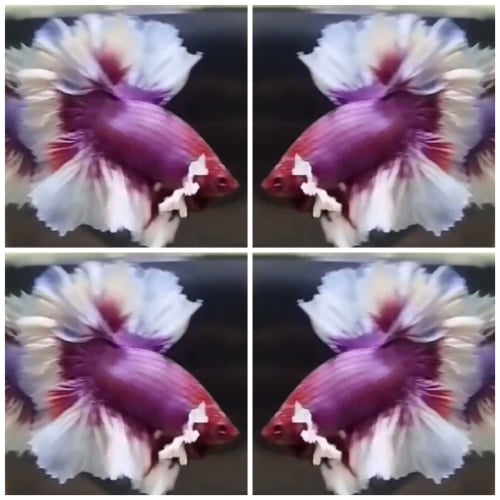 Sweet Dumbo Rosetail