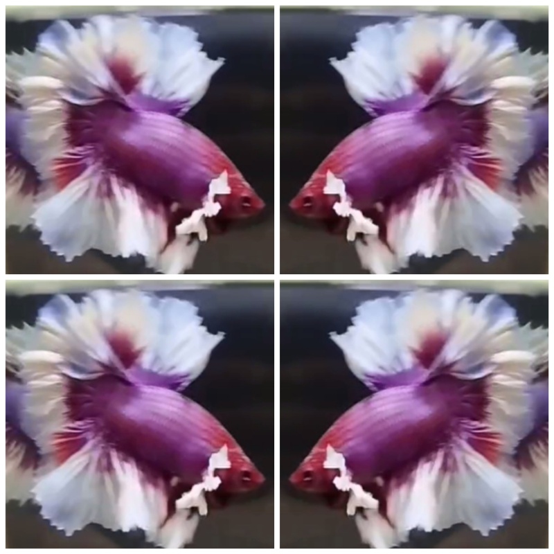 Sweet Dumbo Rosetail