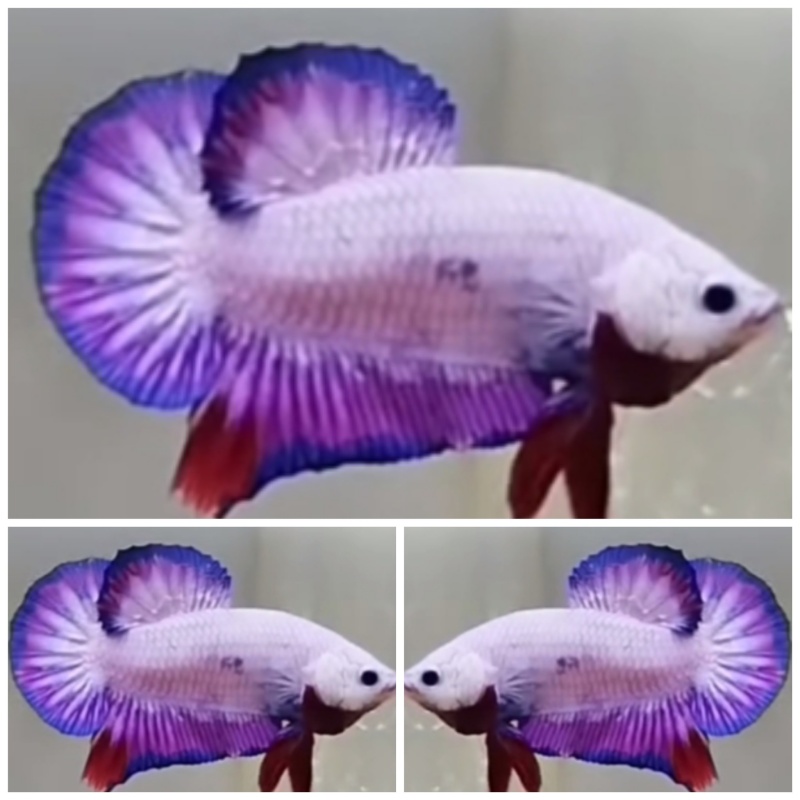 Young Sweet Purple