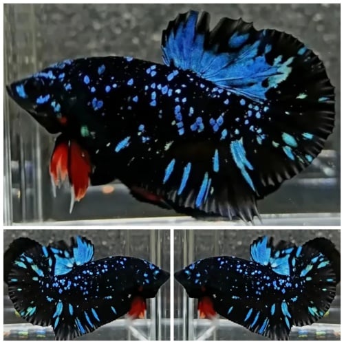 Top Avatar Blue
