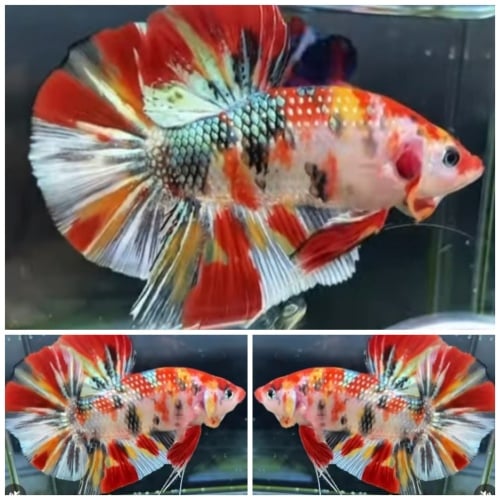 Giant Candy Copper (6cm)