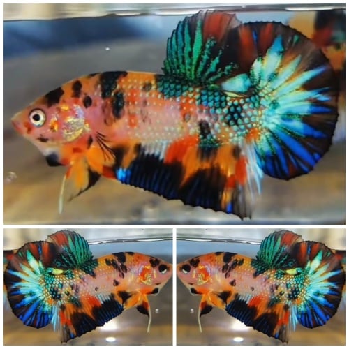 Metallic Multicolour
