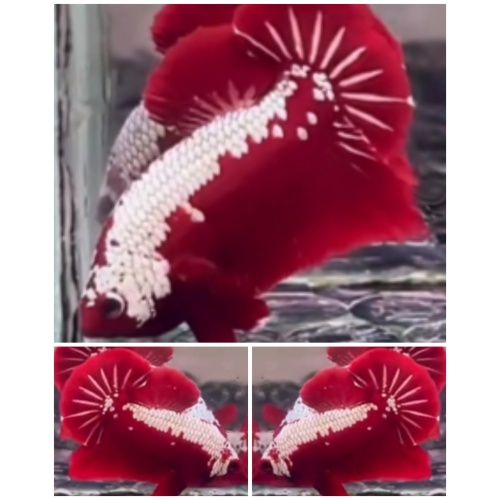 Red Samurai