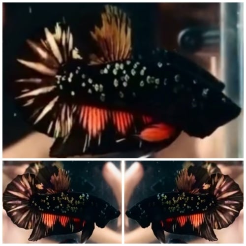 Avatar Copper