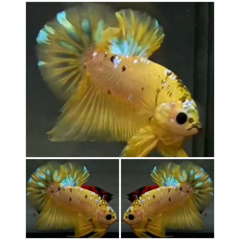 Nice Yellow HMPK
