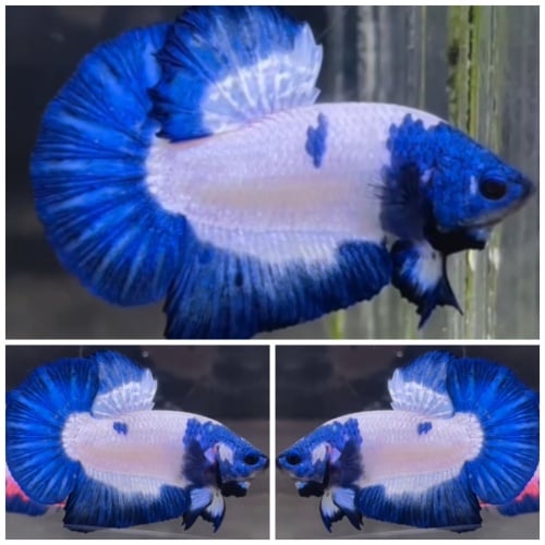 Blue Zorro