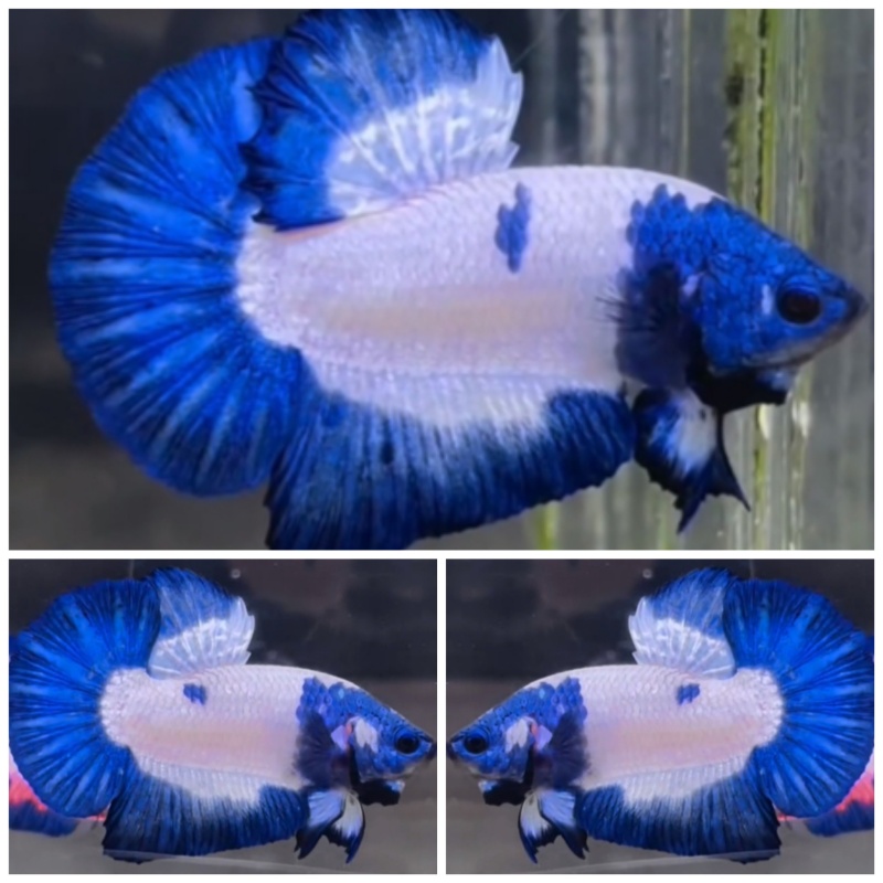 Sweet Blue Zorro