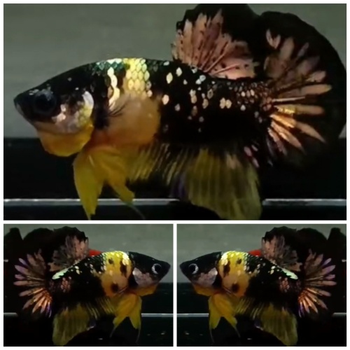 Yellow Koi Copper