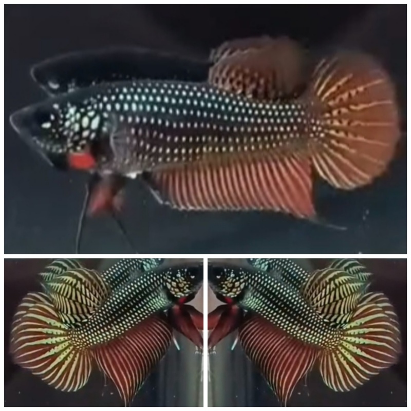 Pair Smaradigna Copper