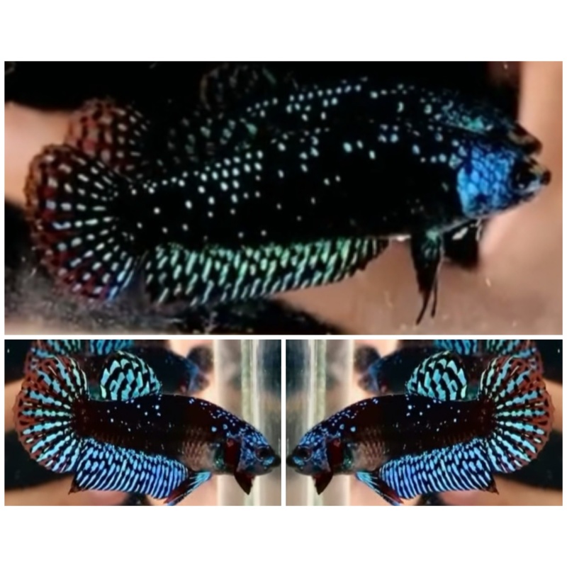 Young Pair Avatar Alien