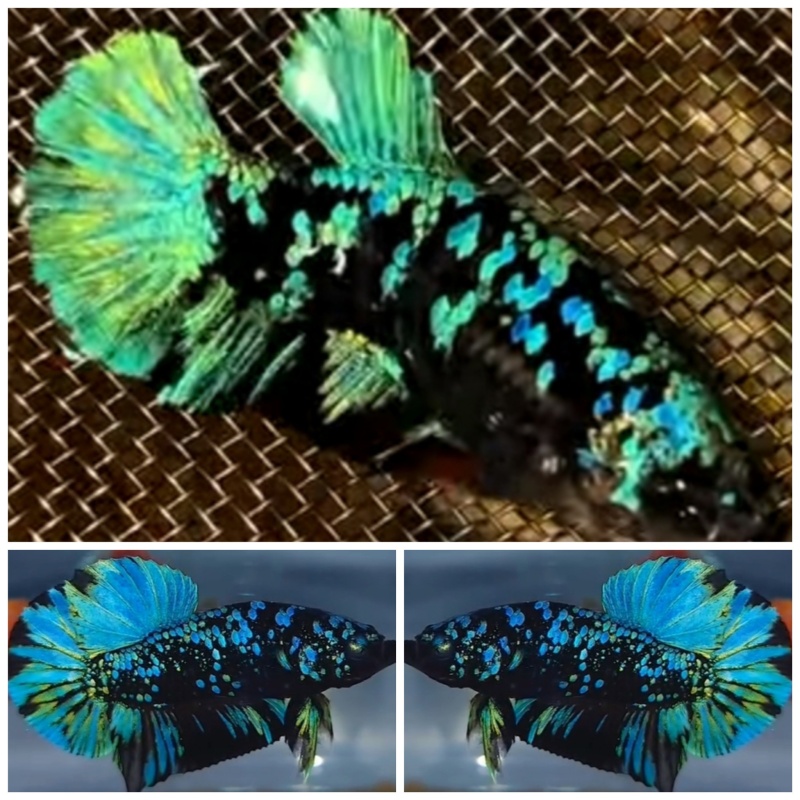 Pair Avatar Green