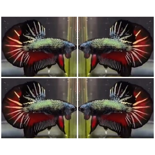 Red Black Copper HMPK