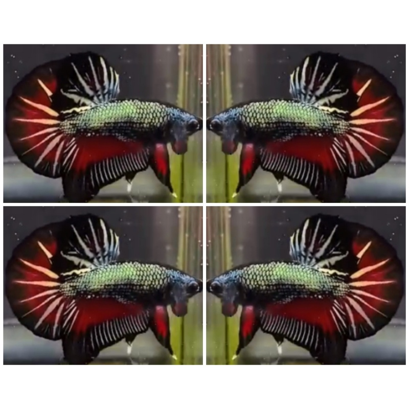 Red Black Copper HMPK