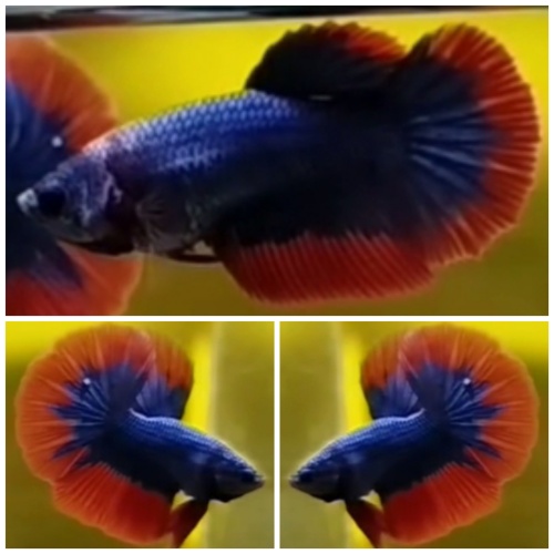 Young Pair Blue Mascot