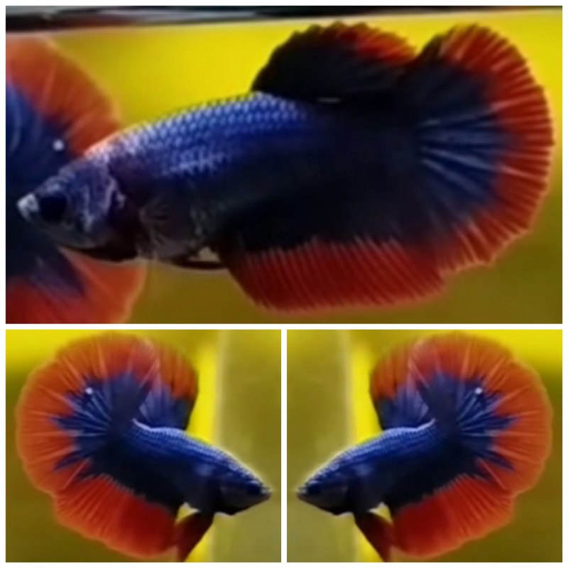 Young Pair Blue Mascot