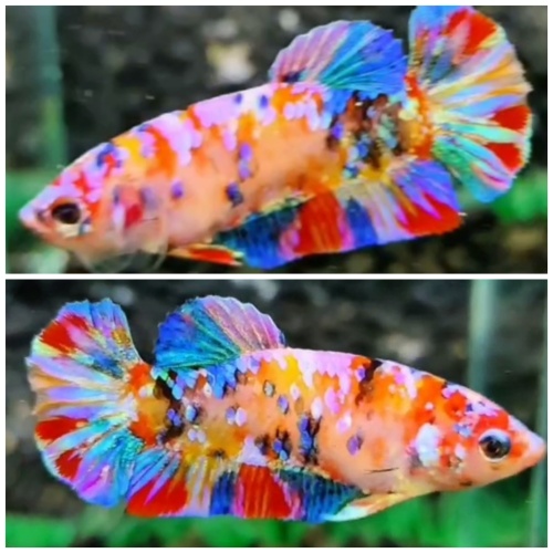 Female Candy Rainbow #1