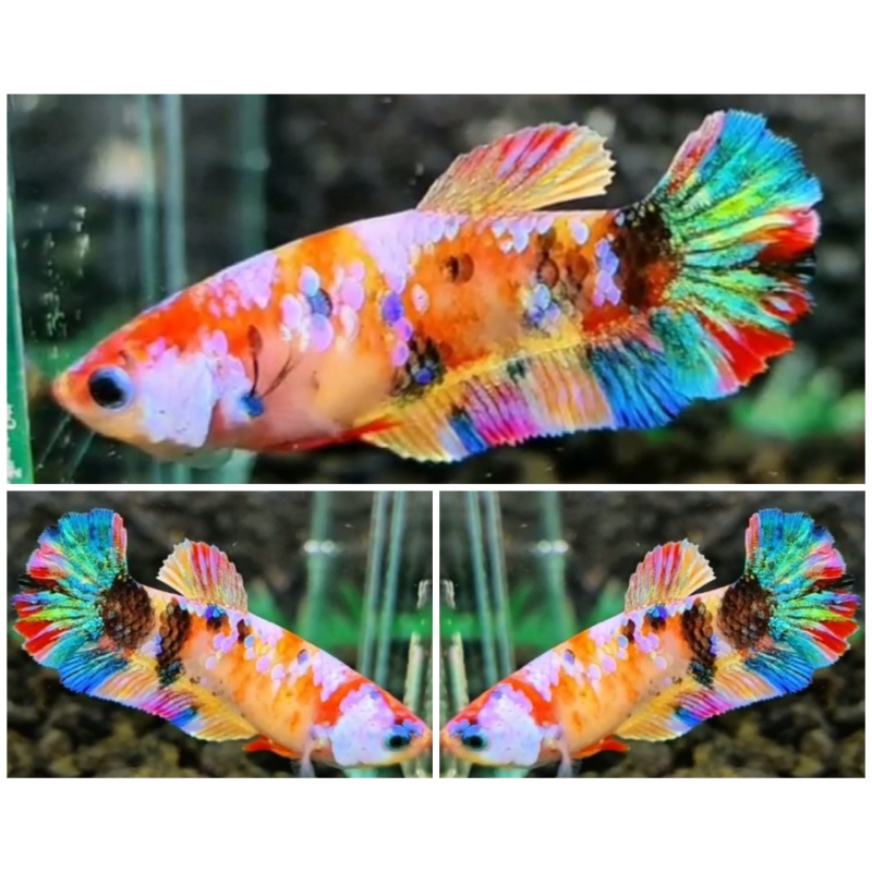 Female Candy Rainbow #2