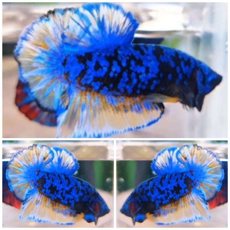 Blue Goku