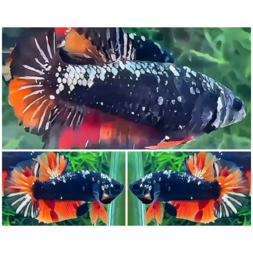 Pair Black Nemo Copper