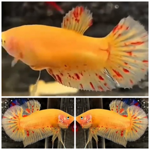 Pair Yellow Vandas #1