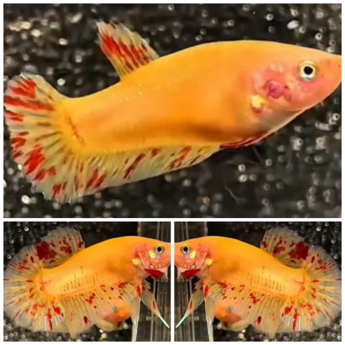 Pair Yellow Vandas #2