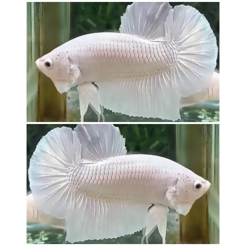 White Dragon Clean