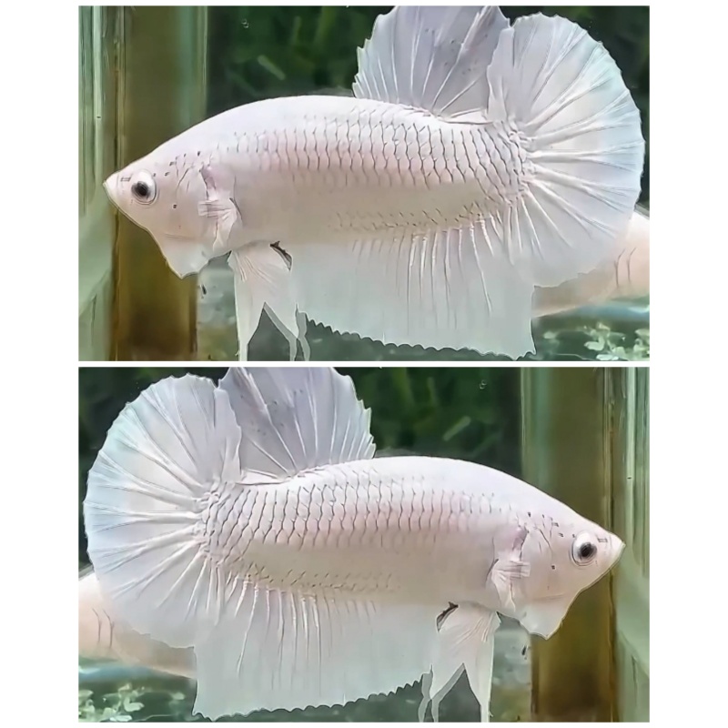 White Dragon Clean