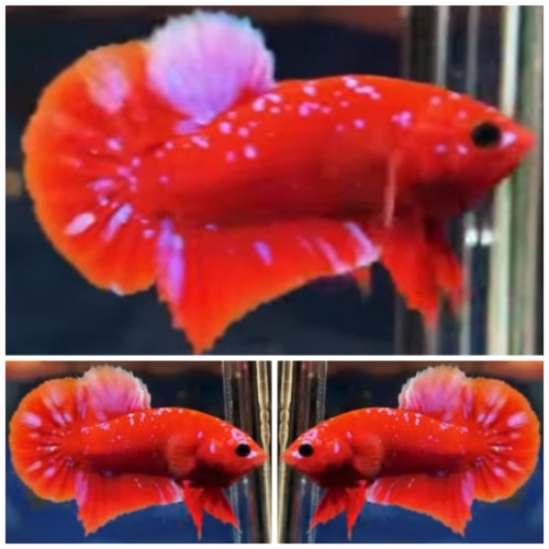 Young Red Purple Galaxy #1