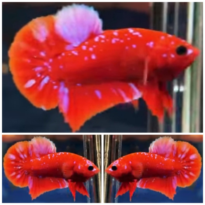 Young Red Purple Galaxy #1